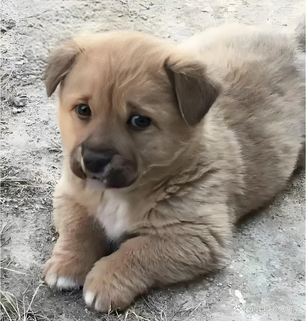 太吓人了吧！男子骑车兜风，谁能想到后面一群流浪狗紧追不舍，简直是现实版的“午夜惊