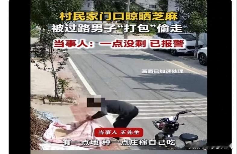 河南一老农哭诉自家门口晒芝麻，转个身竟全被偷走！令人愤怒！
 
河南周口一位老农
