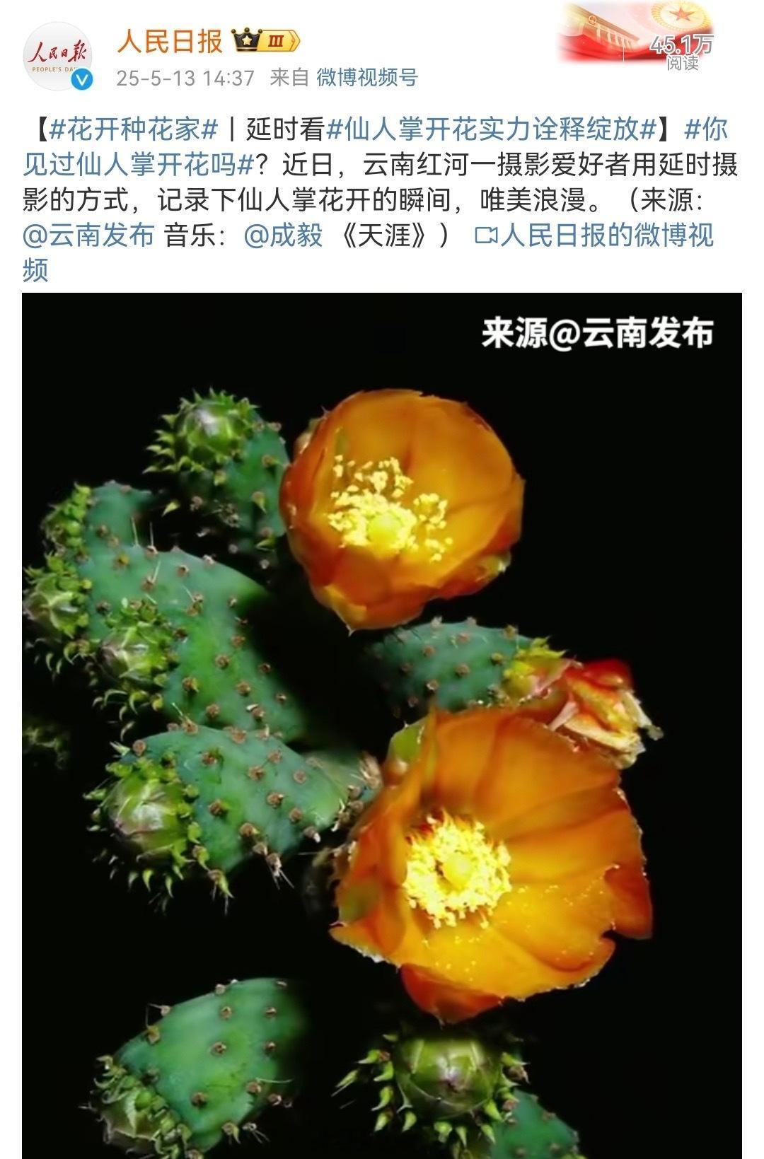 人民日报发布成毅唱的天涯[送花花]花开种华家！仙人掌开花实力诠释绽放！ ​​​