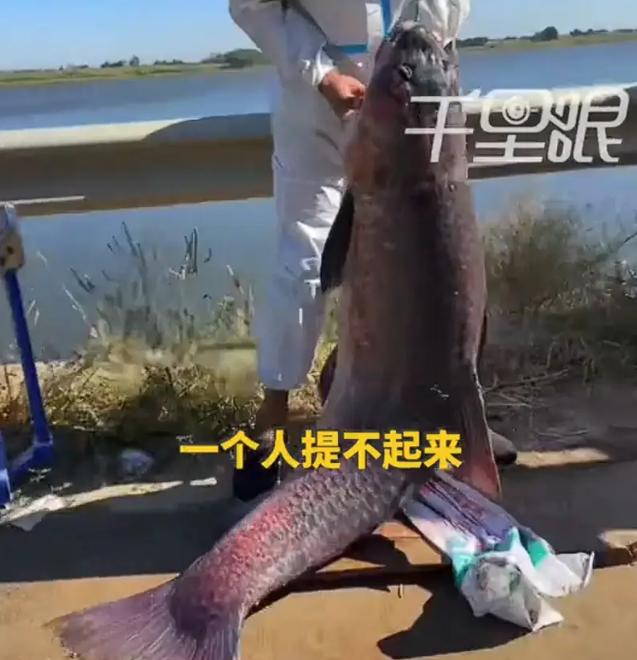 太幸运！9月15日报道，吉林钓友死守水库3天，前两天全程空军一无所获，第三天终于