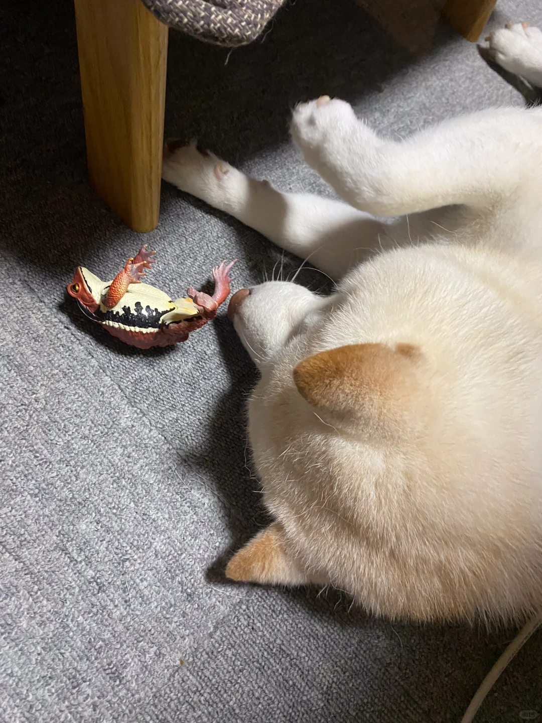 宠物的宠物