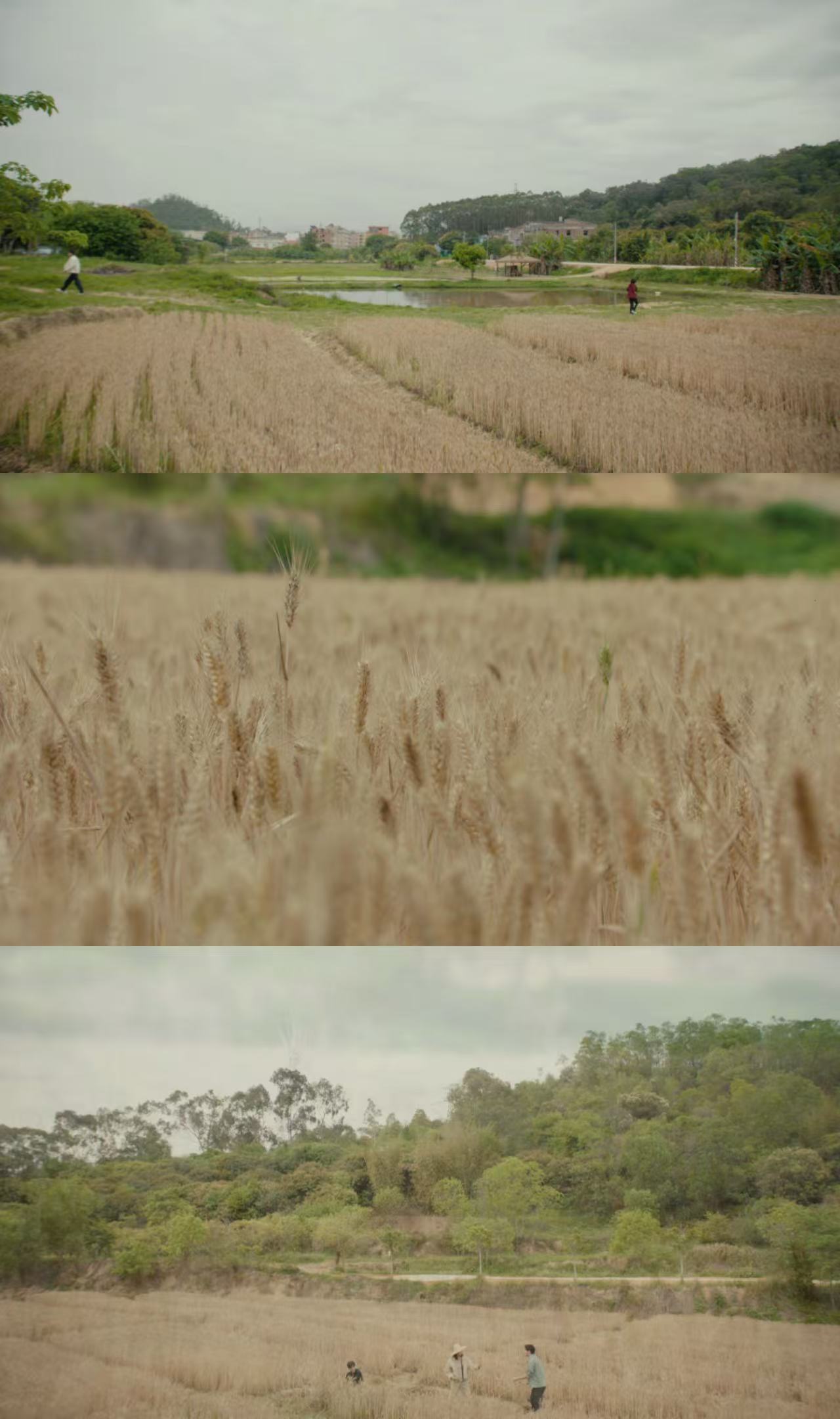 头一回在律政剧看见割麦子 律政精英和农活新手之间的碰撞 工作时的专业全不见了 只