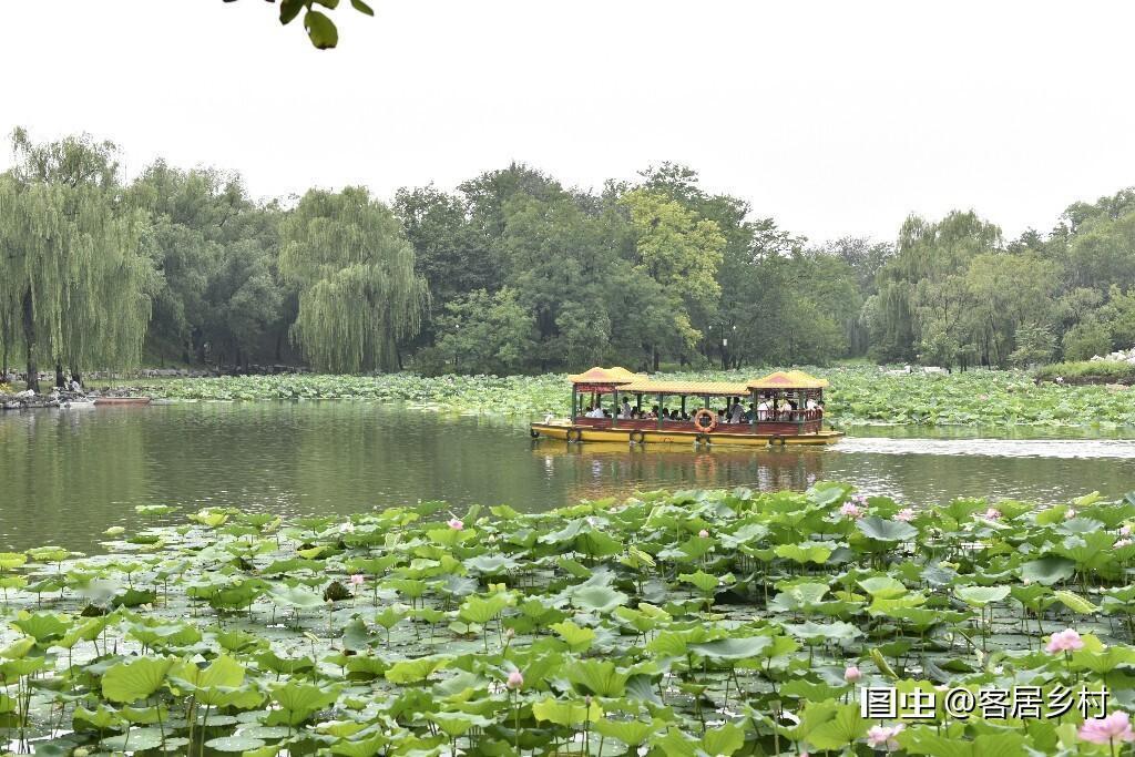 荷花（学名：Nelumbo sp.；英文名称：Lotus Flower）：属山龙