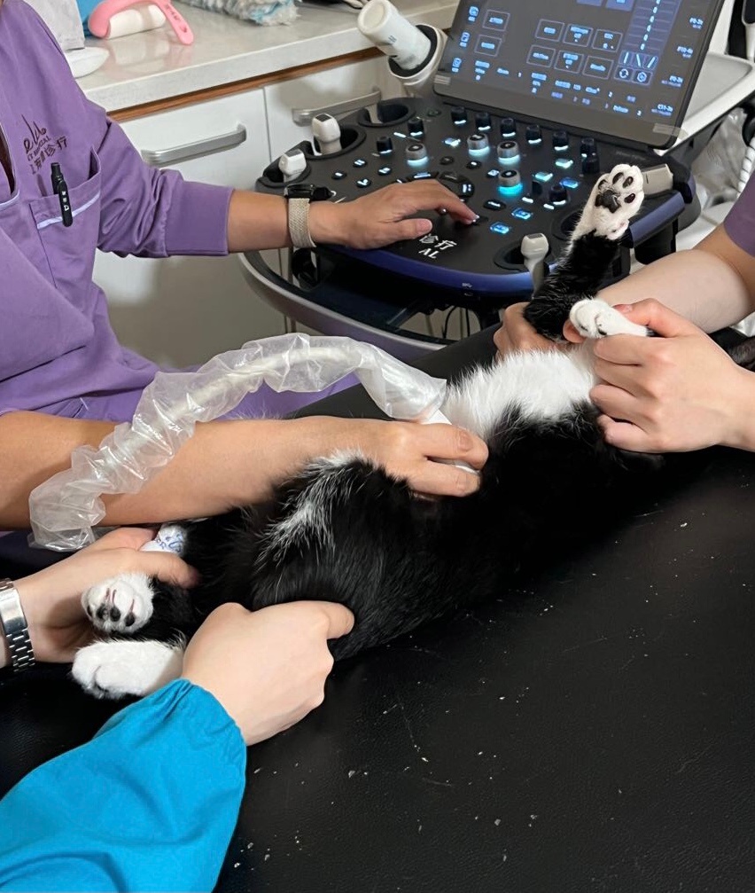 小心微妙的气氛，小心没有经过努力获得的猫条，小心客厅中间的猫猫包，小心妈妈反常的
