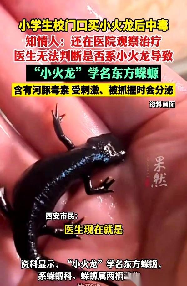 西安，一个小学门口，摊贩把一种叫“东方蝾螈”的活物，装进巴掌大的透明塑料盒里。