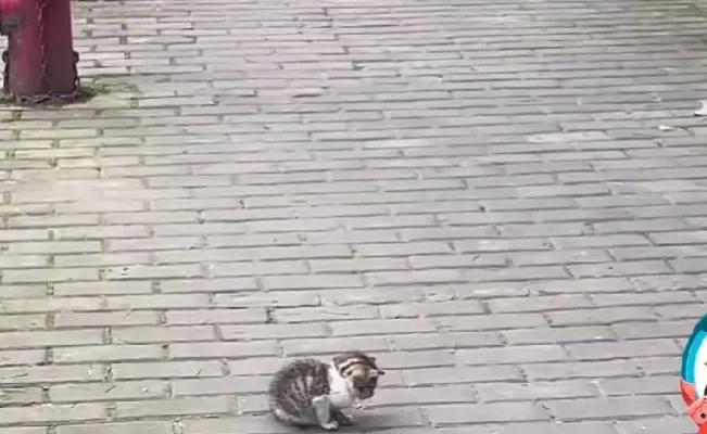 半个月前去上班的路上，看到一只小流浪猫孤零零的蹲在人行道上。路上行人匆匆，没有人
