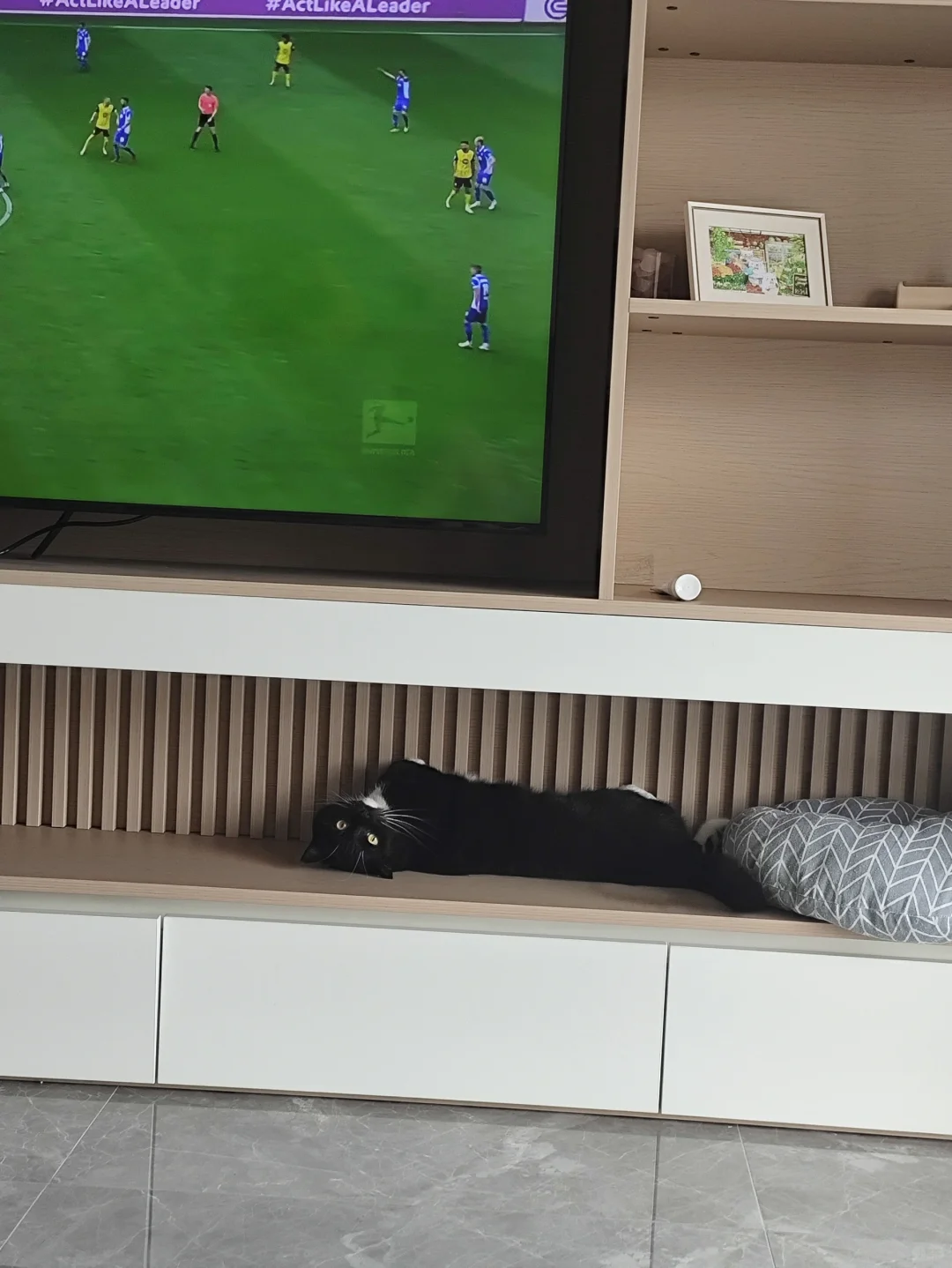 奶牛猫：妈，别看球了，看我！