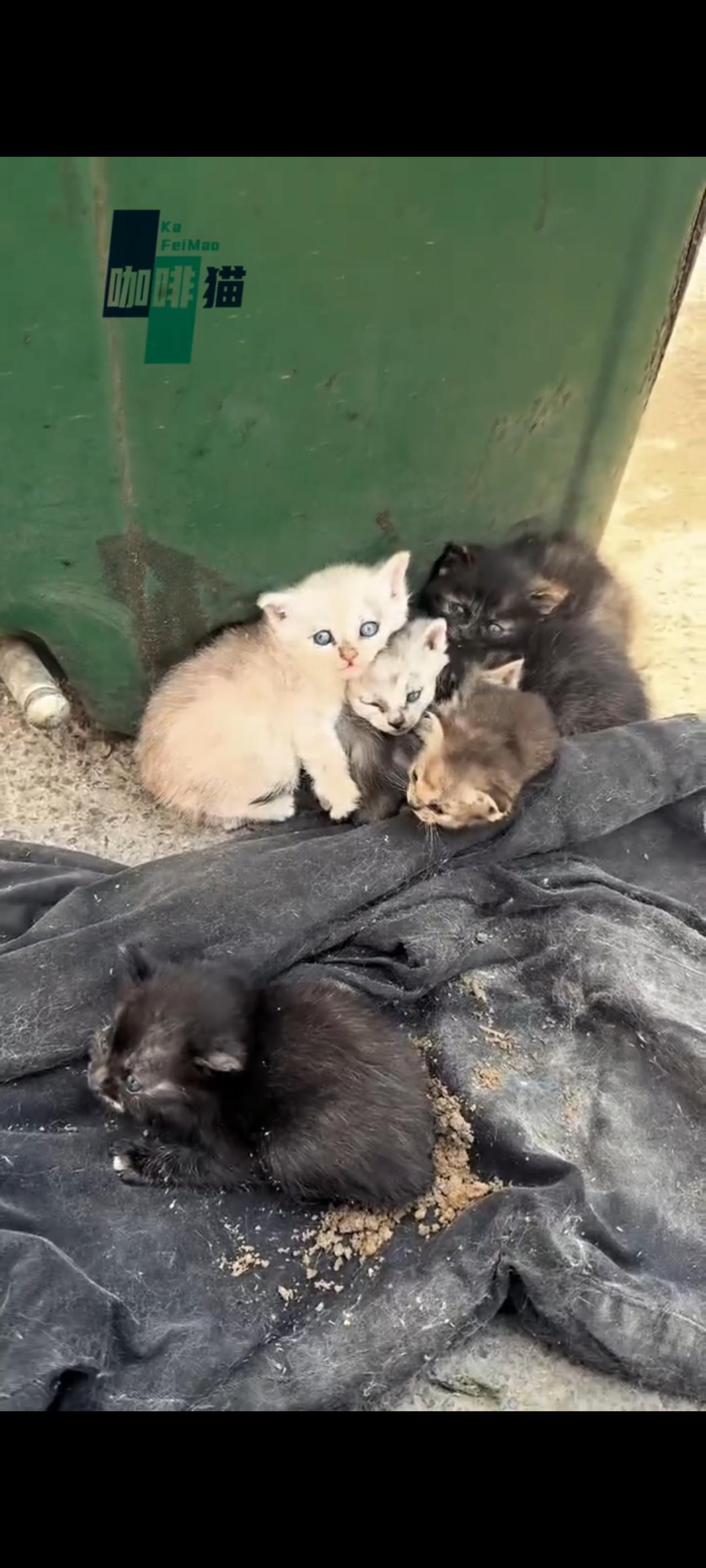 6只活泼开朗的小猫，原本可以生活在和谐幸福的家庭里面，没成想她的主人竟然将她们一