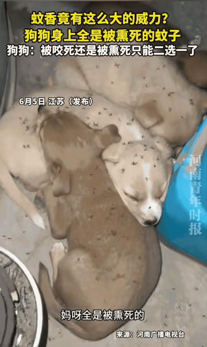 江苏一位女子网购了一款闻香，拿来给家里狗狗驱蚊。一小时后发现，周围蚊子全被熏死了