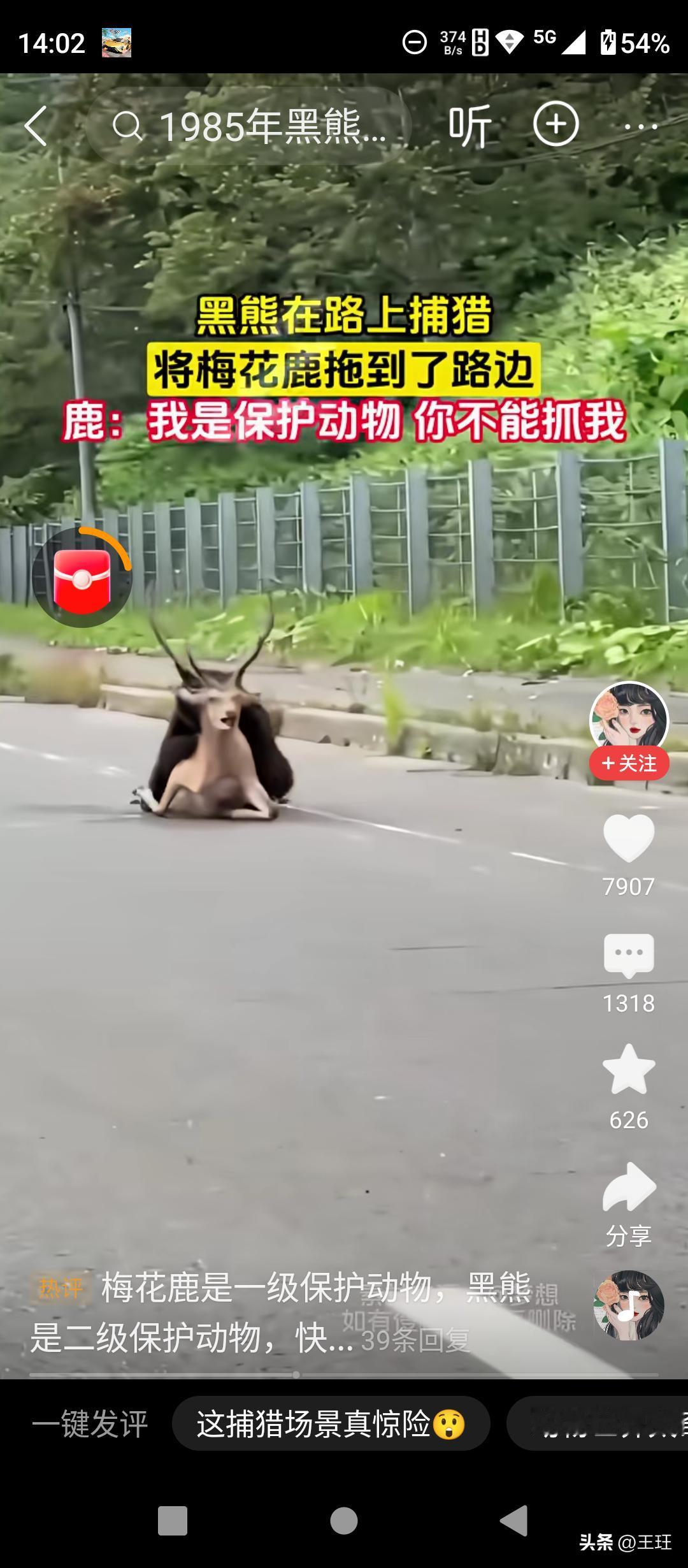 太意外了！林区公路上演野性追逐，黑熊当众捕猎梅花鹿，现场直击！在东北林区野外道路