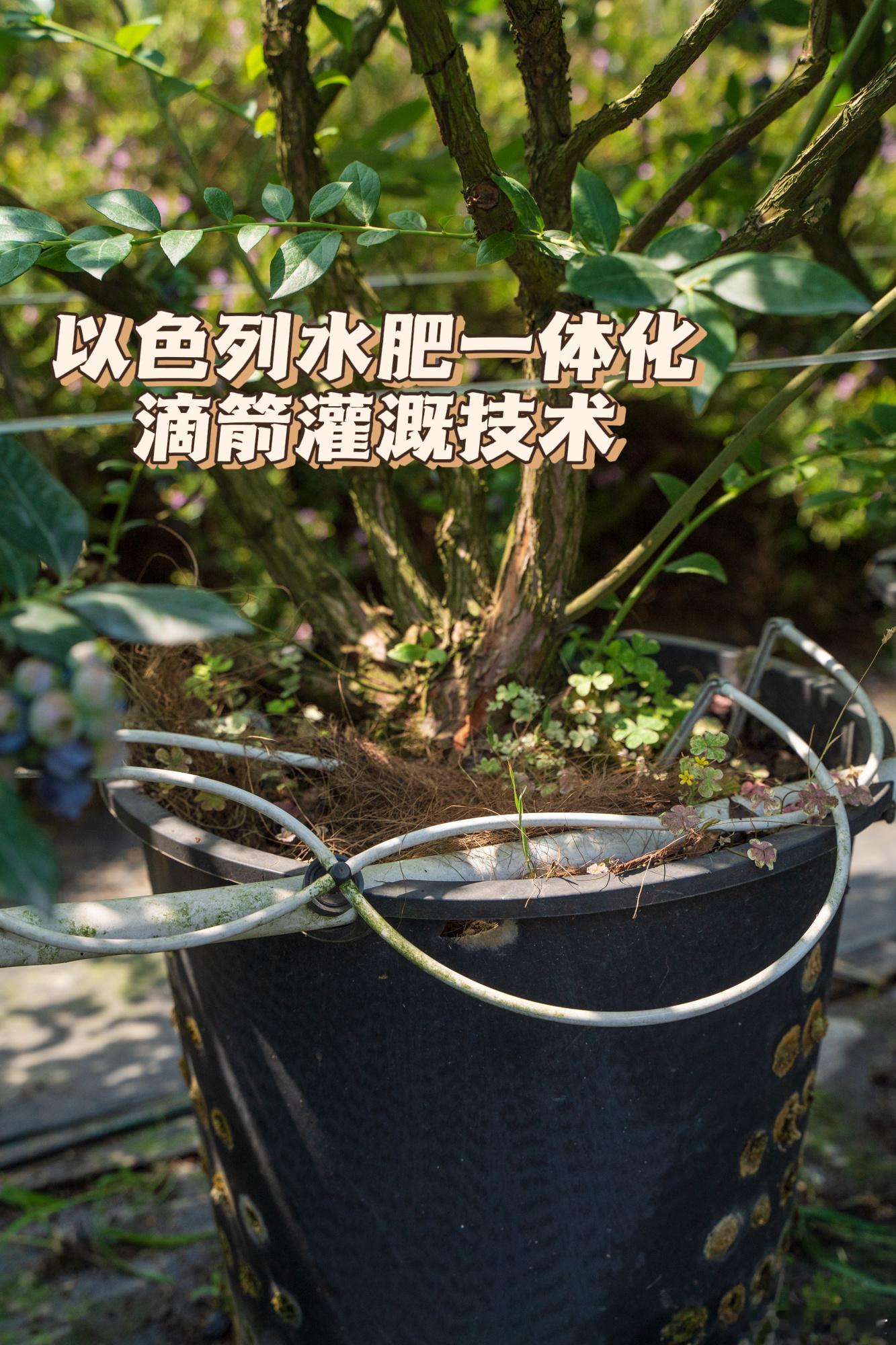 立早记精选蓝莓最后几天，来自58农场标准种植，家里有小孩的可以放心买，2斤55元
