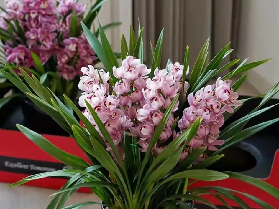 室内花🌸
