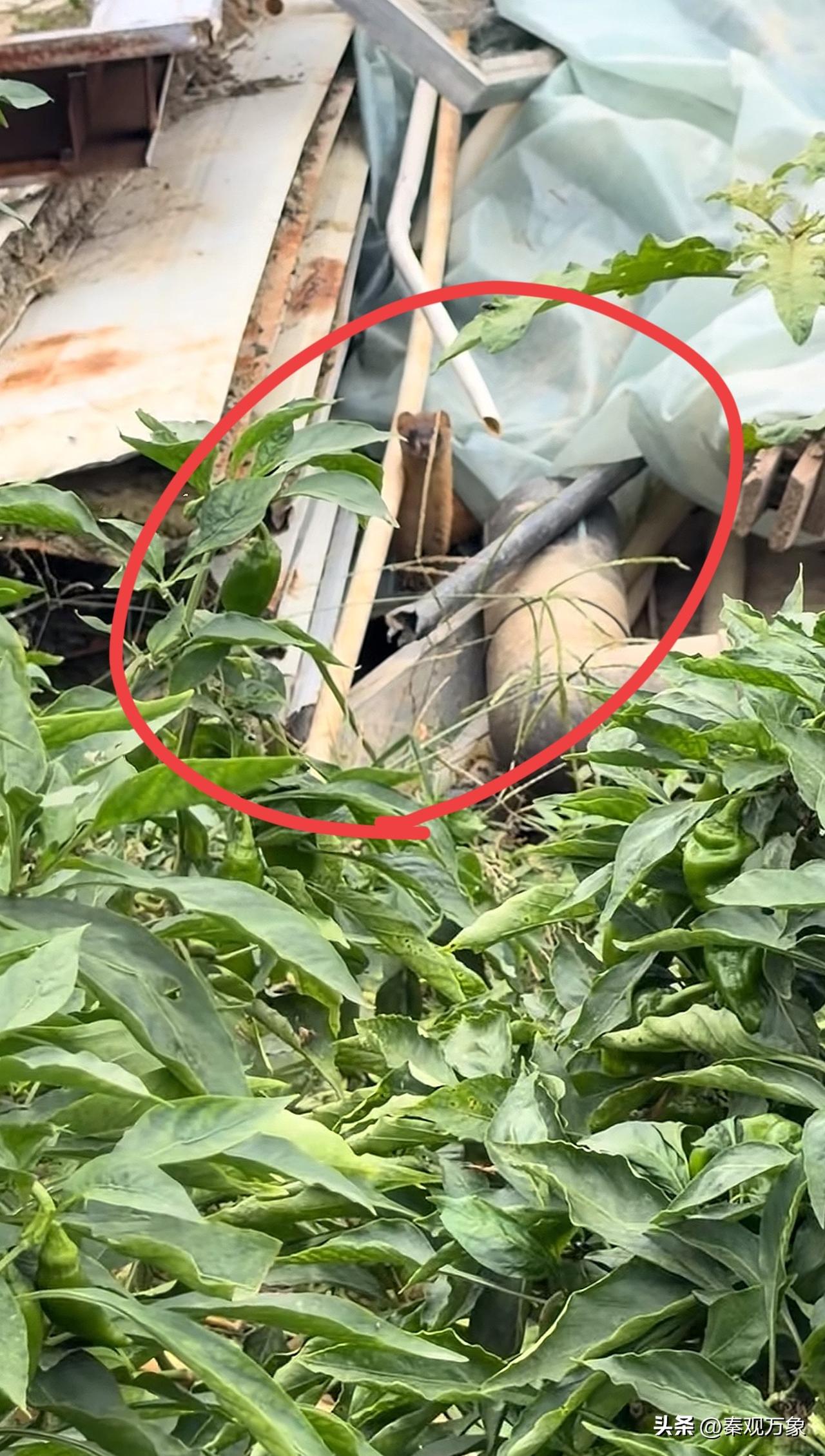 你们家乡，把这玩意你叫啥？大白天鸡窝旁发现的[恐惧]