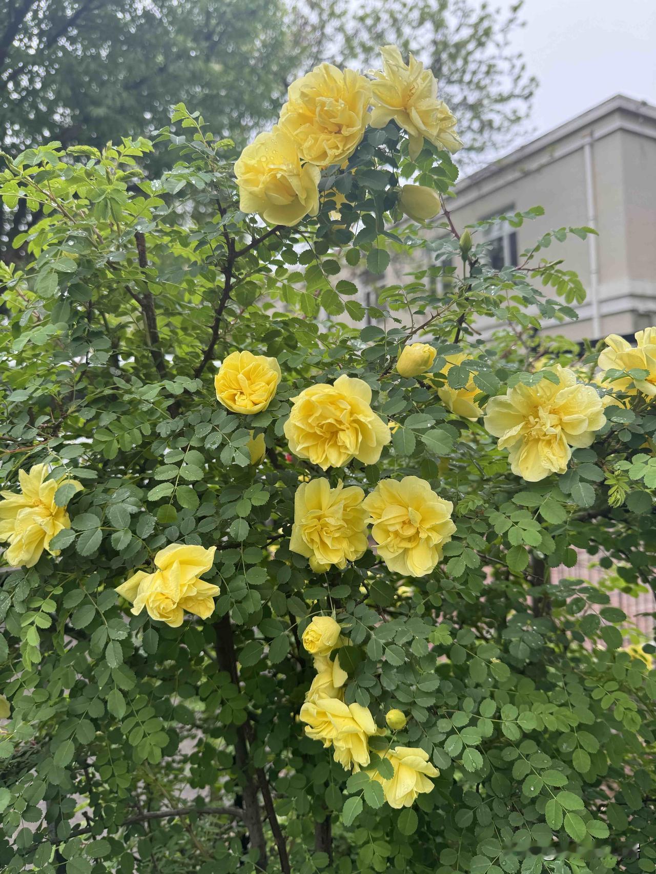 因为一簇花而误入一片田园

雨后的田园

有一株不知名的花

鹅黄色的花瓣

小