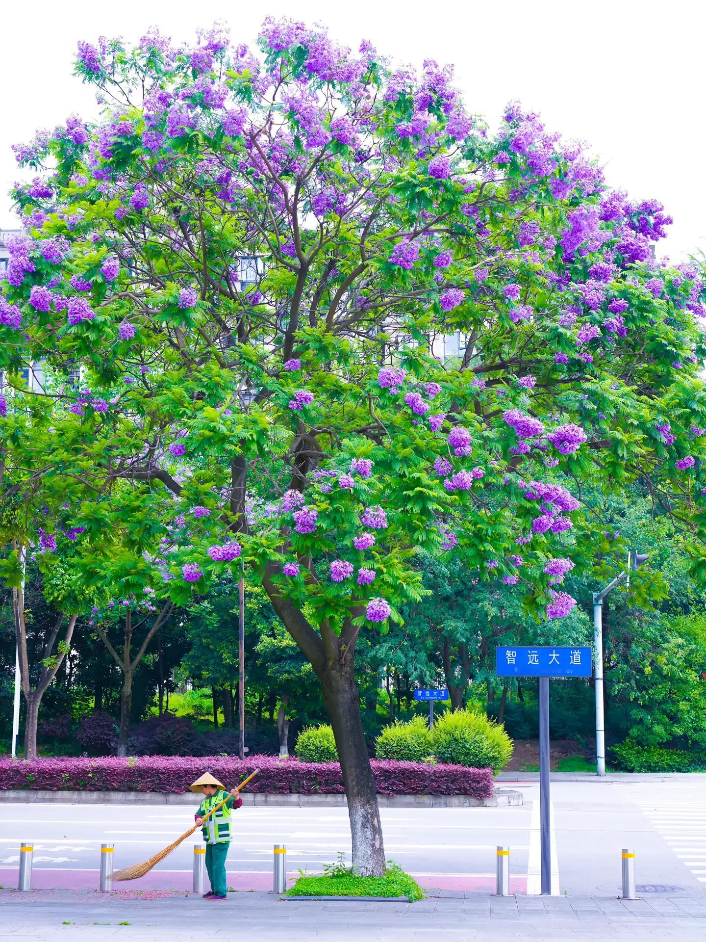 植物科普 中文学名：蓝花楹拉丁学名：Jacaranda mimosifolia 