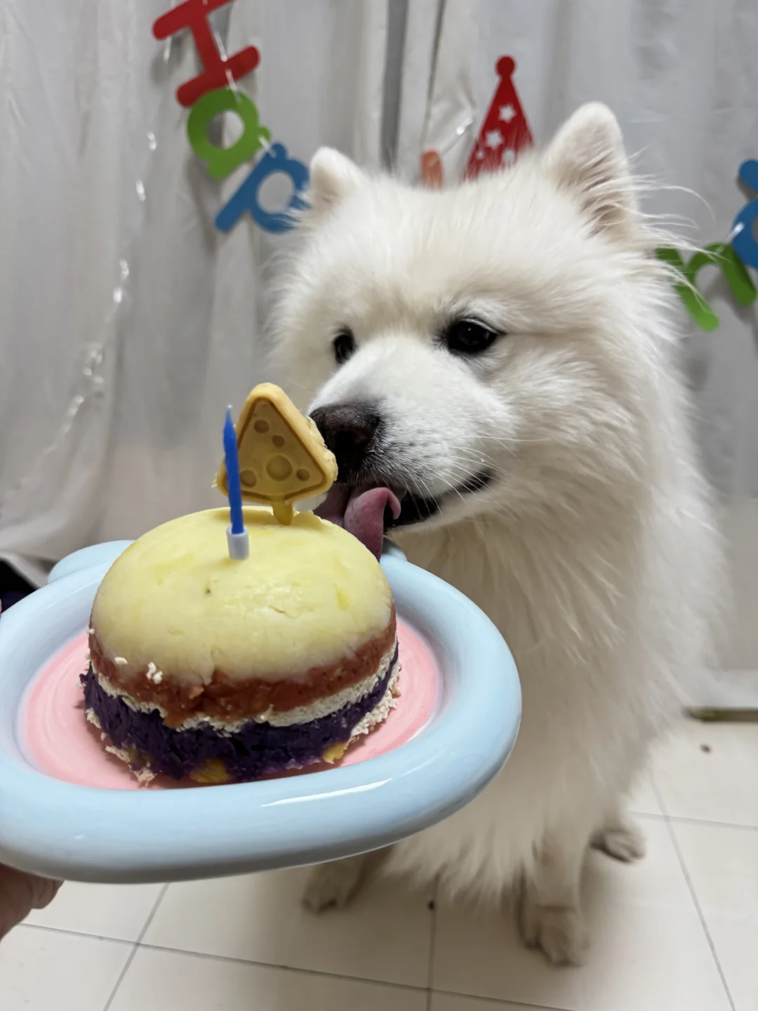 祝小狗 生日快乐🎂