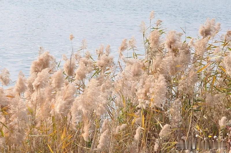 一首小诗诉尽古人豪情柔肠，日新月弄催人老    《七律 风芦幽思》
风拂芦花棉絮