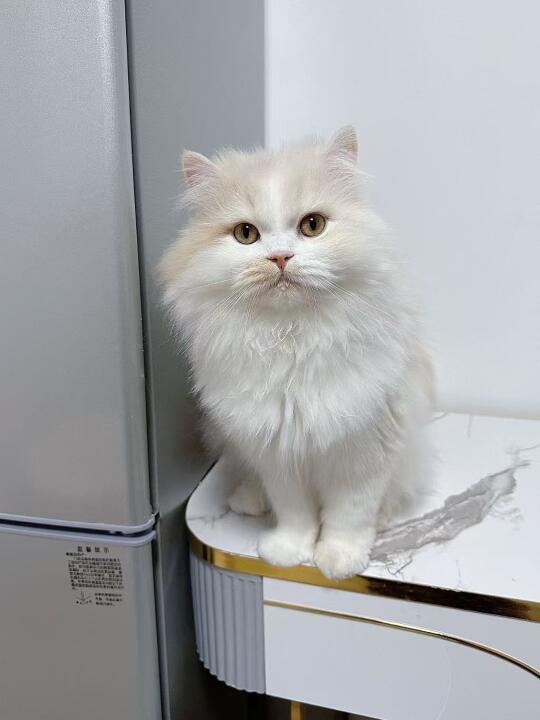 是梦中情猫没错啦