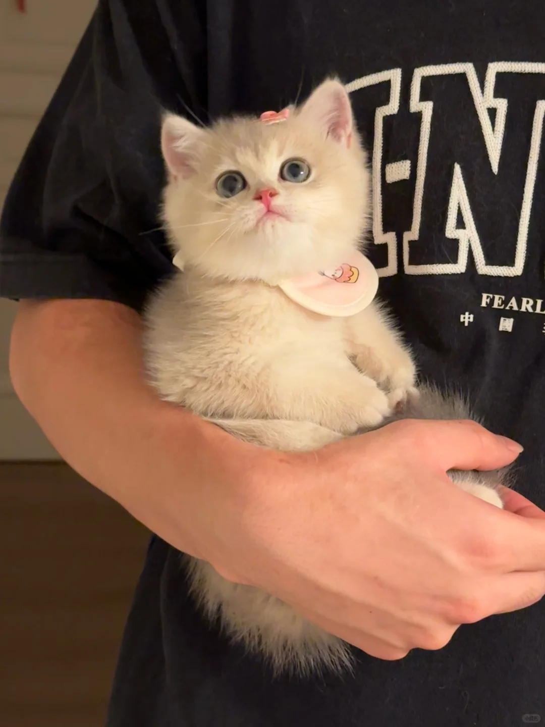 蓝金渐层小猪妹妹🐷
