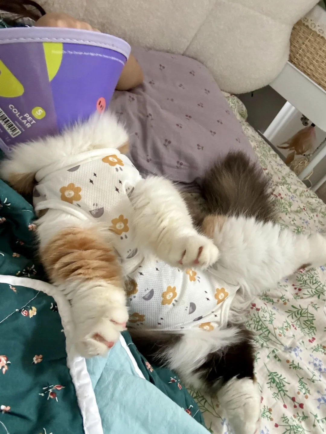 母猫绝育后变粘人精了