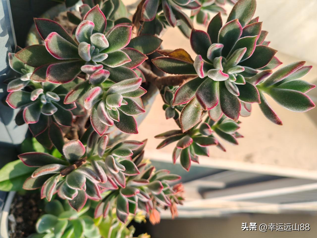 看看你的多肉
过年后，经过了广东的第一波雨，就剩下这两盆多肉还多少有点状态，好歹