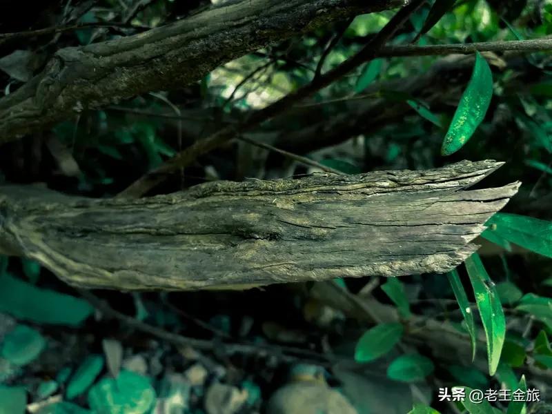 乡村旅游有什么特点? 乡村旅游特点还挺多。它有原生态性，保留了乡村最本真的模样，