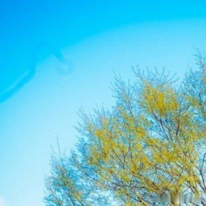 💎每日一善🍊阳光信用💛    12：00 中午好     欲成大树，莫与草