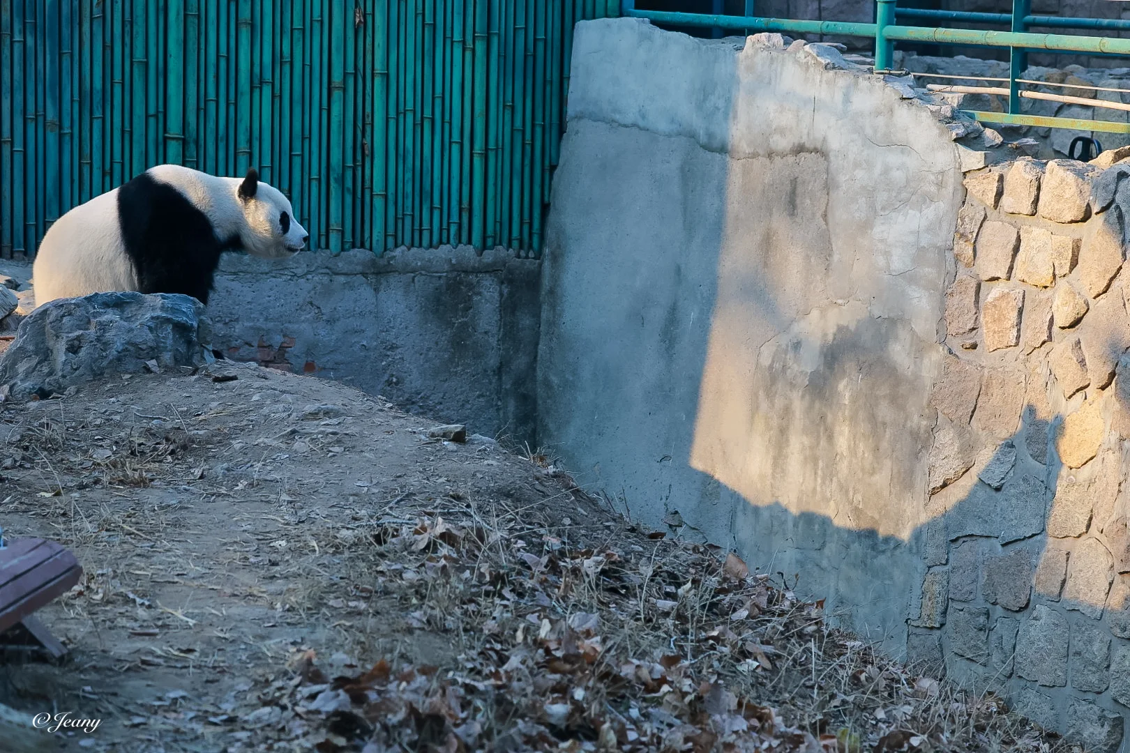 小白天有的时候也会被自己的影子惊住几秒🐼