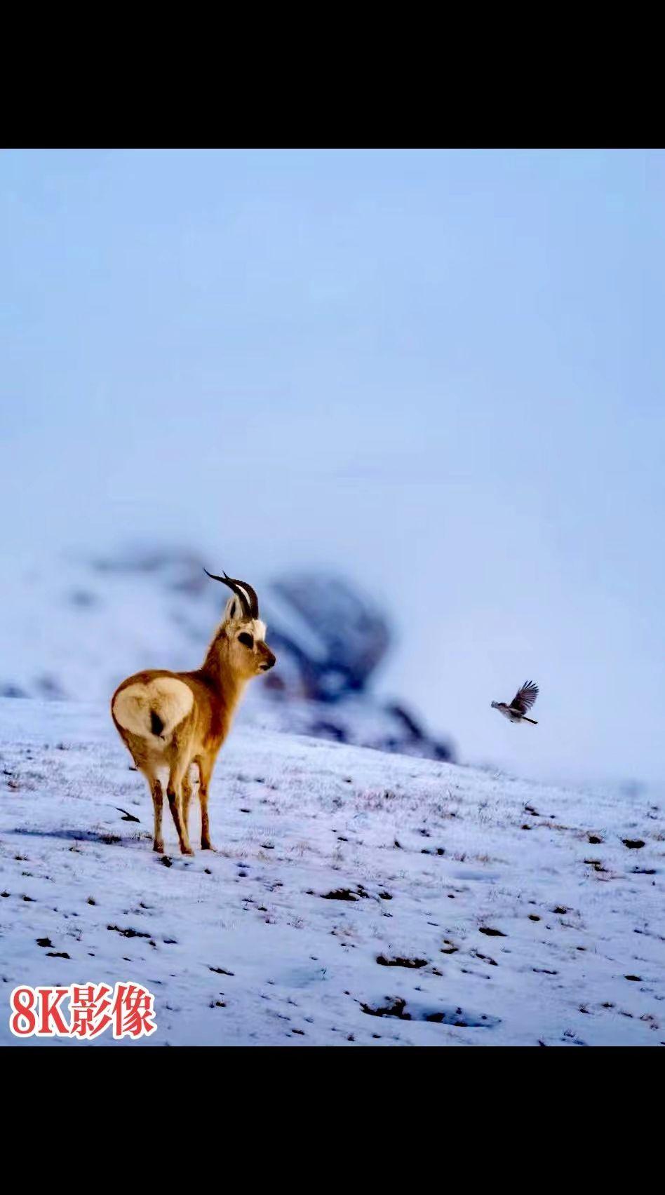 这样的冬天，什么时候…
祁连山国家公园山那边究竟是什么