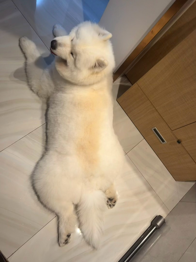 此乃何物啊？ 