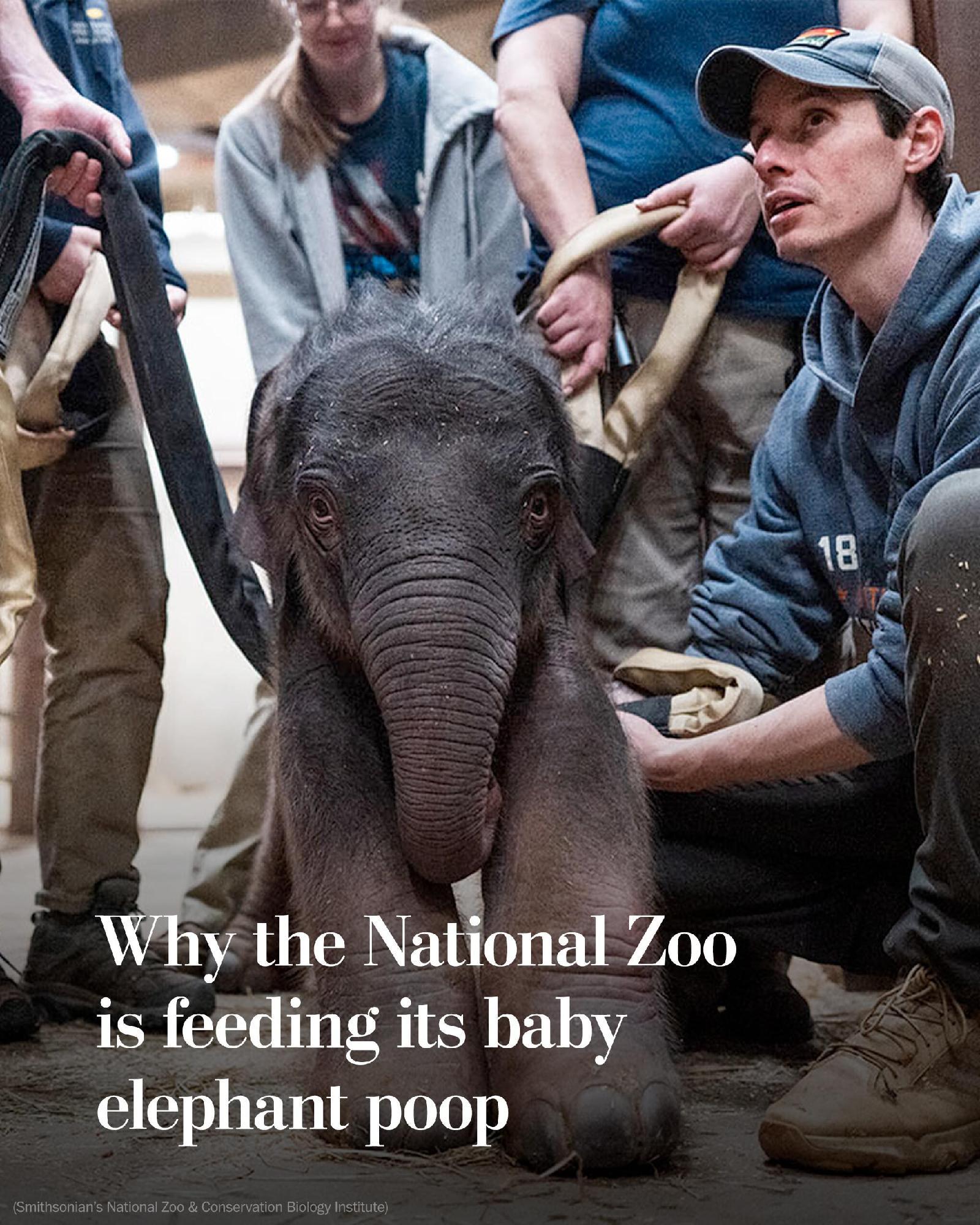 美国国家动物园刚刚给一头4周大小象做了“粪便移植疗法”。就是给长期腹泻的小象喂稀