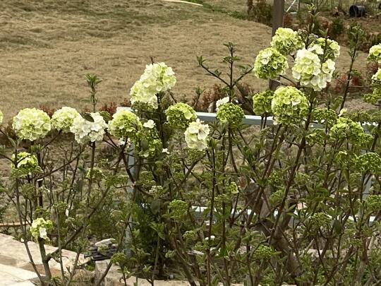 花园一周年咯