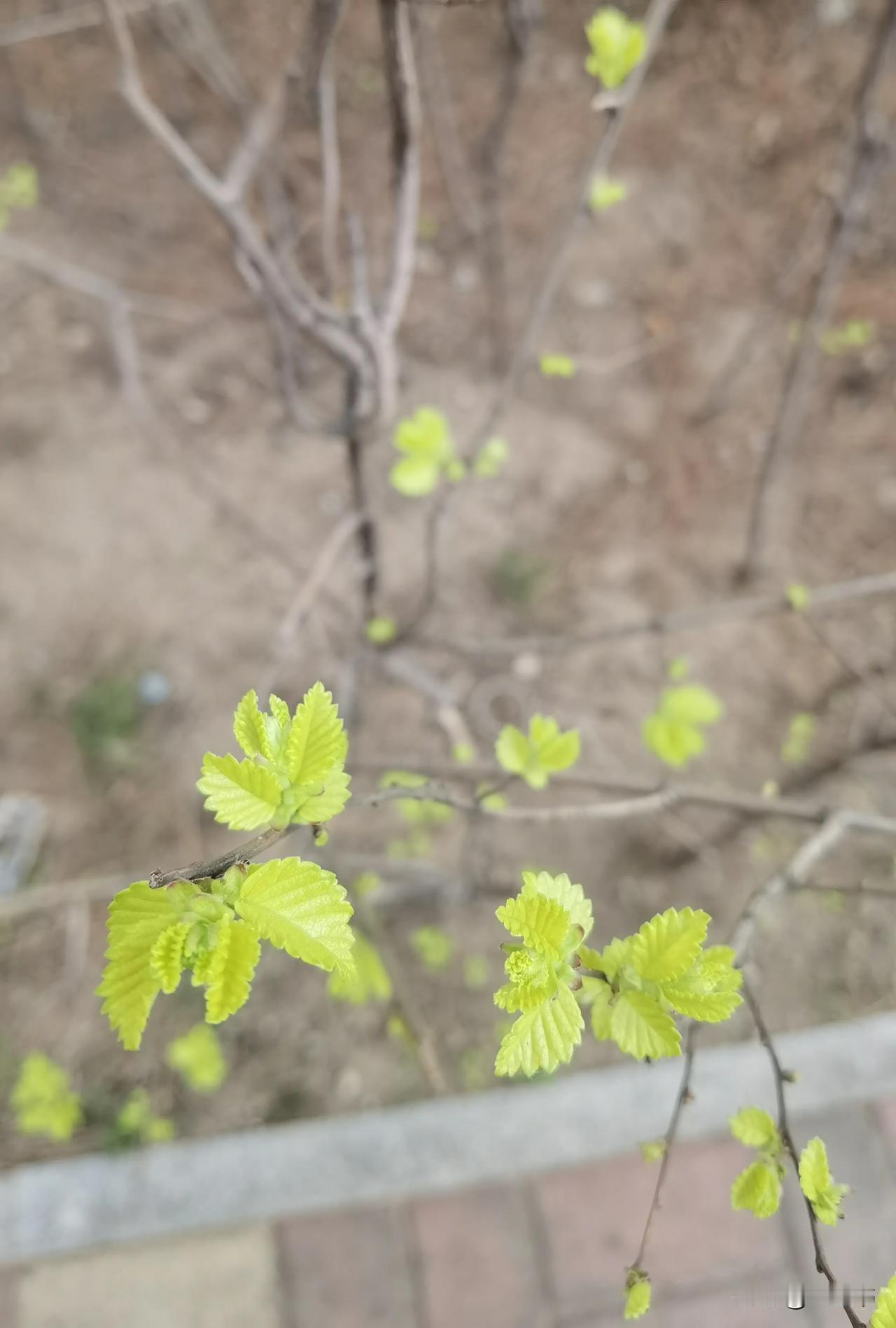 春日生活打卡季于是，我们带着这份力量，踏上了夏日的征途。我们不再畏惧困难，不再害