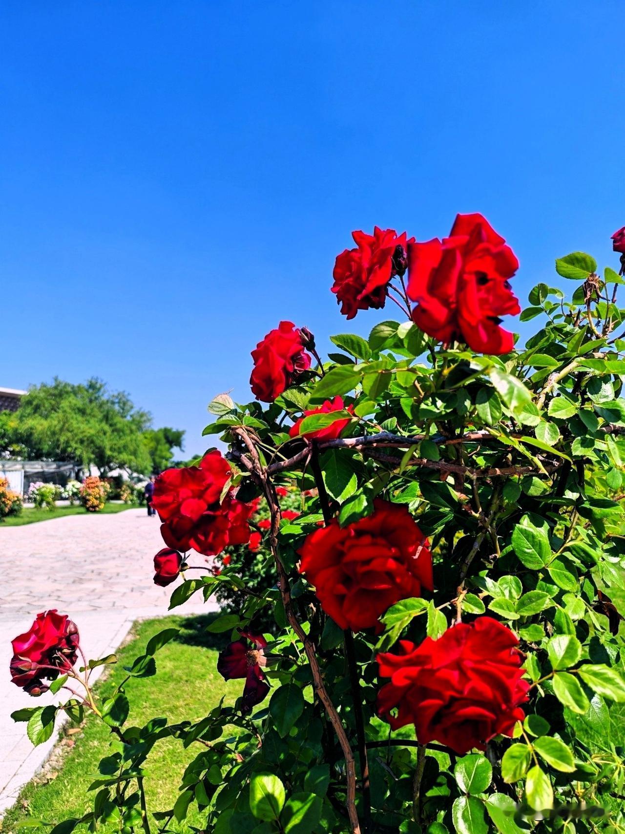 红月季映碧空，芳菲满园中。🌹🌞