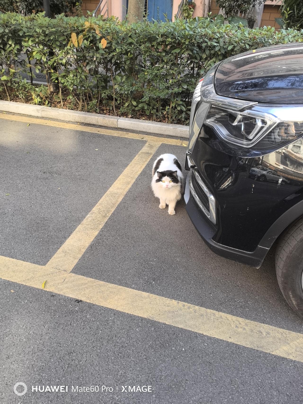 小区的流浪猫颜值很高