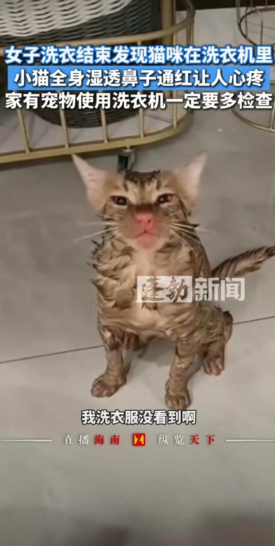 揪心！苏州女子洗衣结束，发现猫咪在滚筒里待了十几分钟
 
12月5日江苏苏州，一