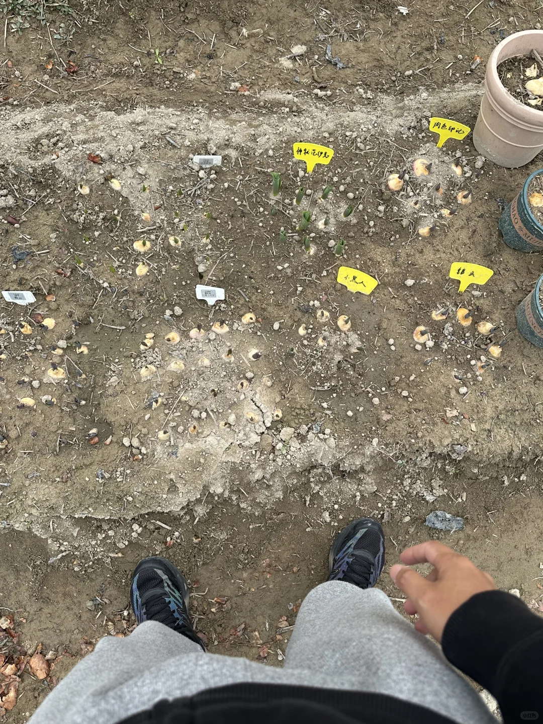 福建也降温了，郁金香5度球状态尚可