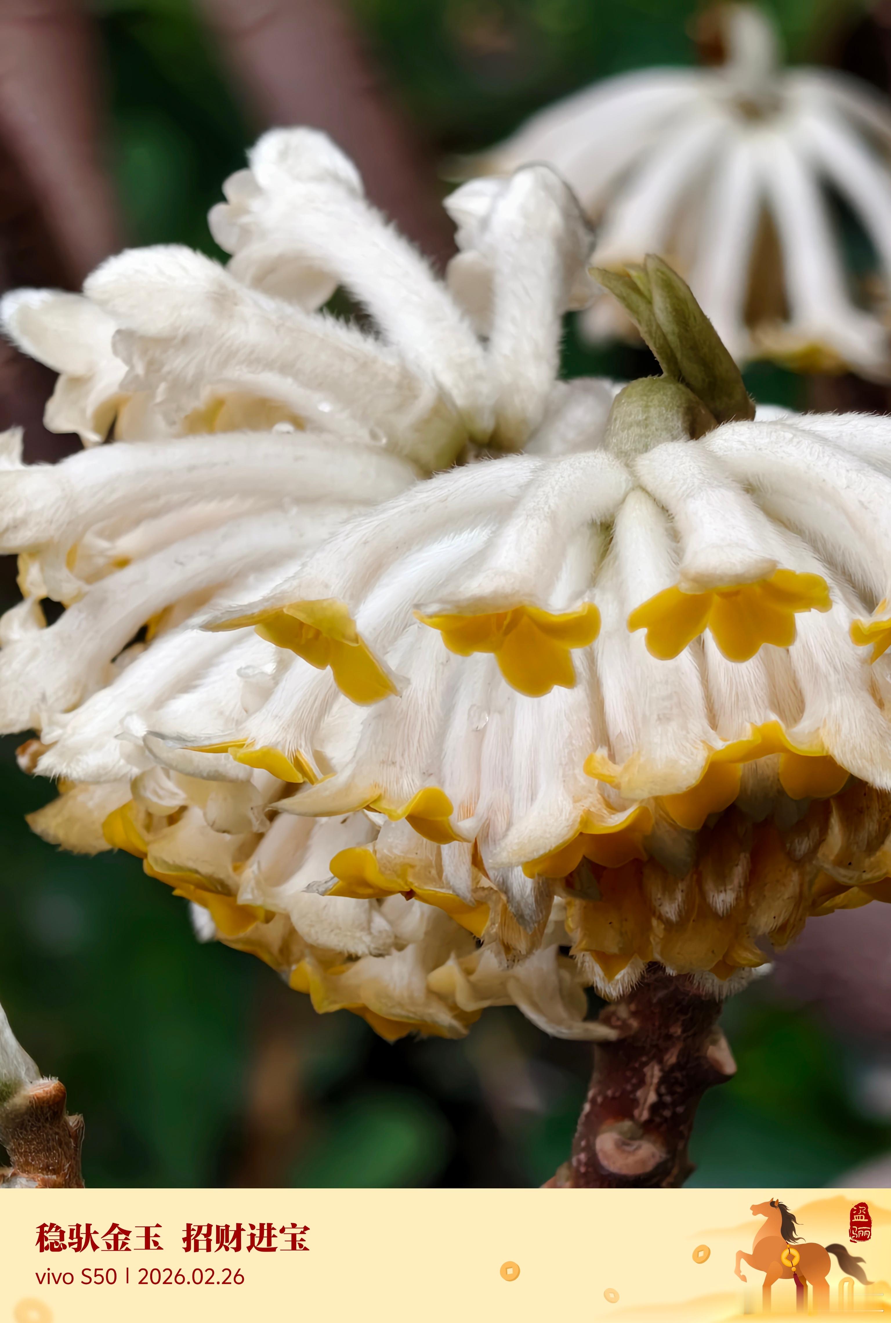 春天来了，已经有花朵悄悄绽放了，话说这是什么花，看起来毛绒绒的!vivovivo