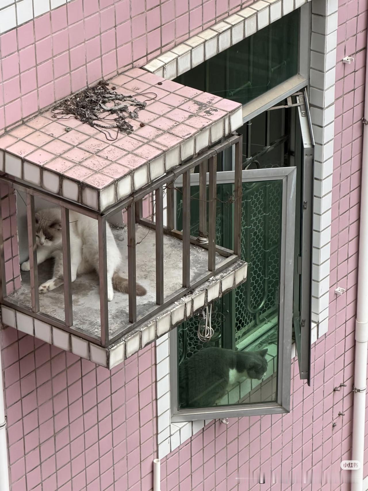 一看窗户没完全封住，属于无效封窗了。两只可爱猫猫没日没夜地跑到窗户外叫唤，养猫猫