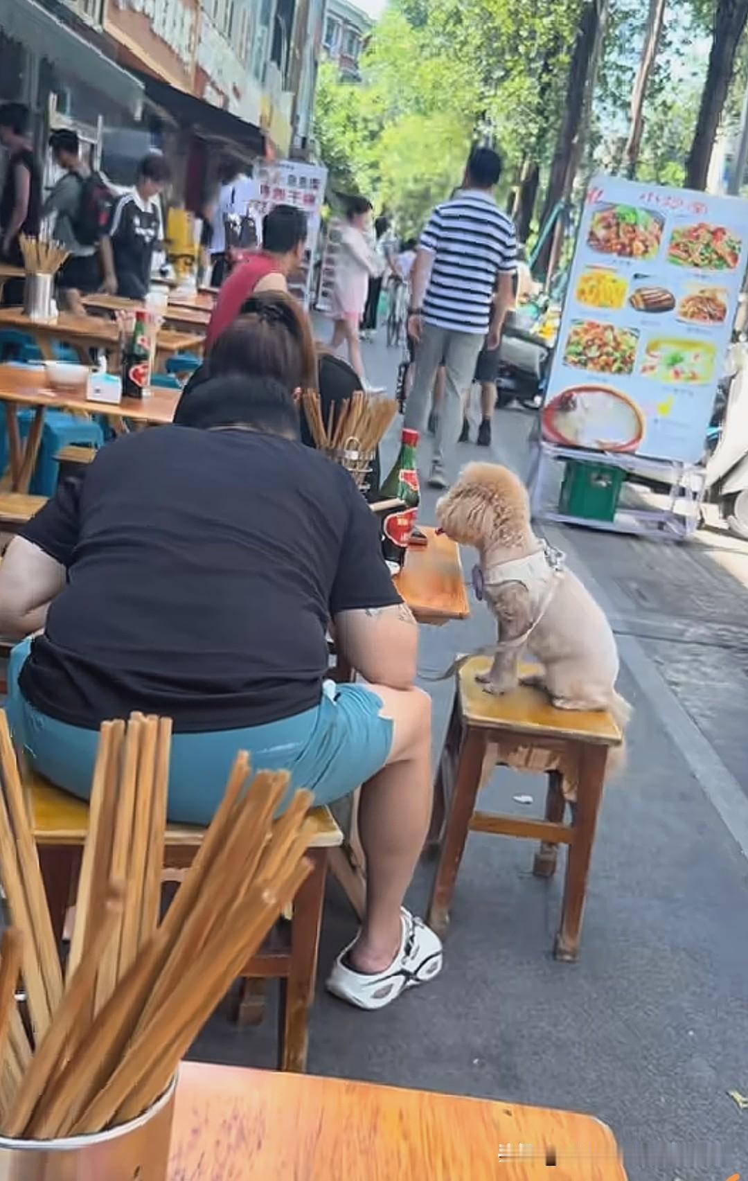 狗上桌，这次轮到成都的怪味面（林荫中街老店）了。狗不仅上桌了，狗头也接触了餐桌面