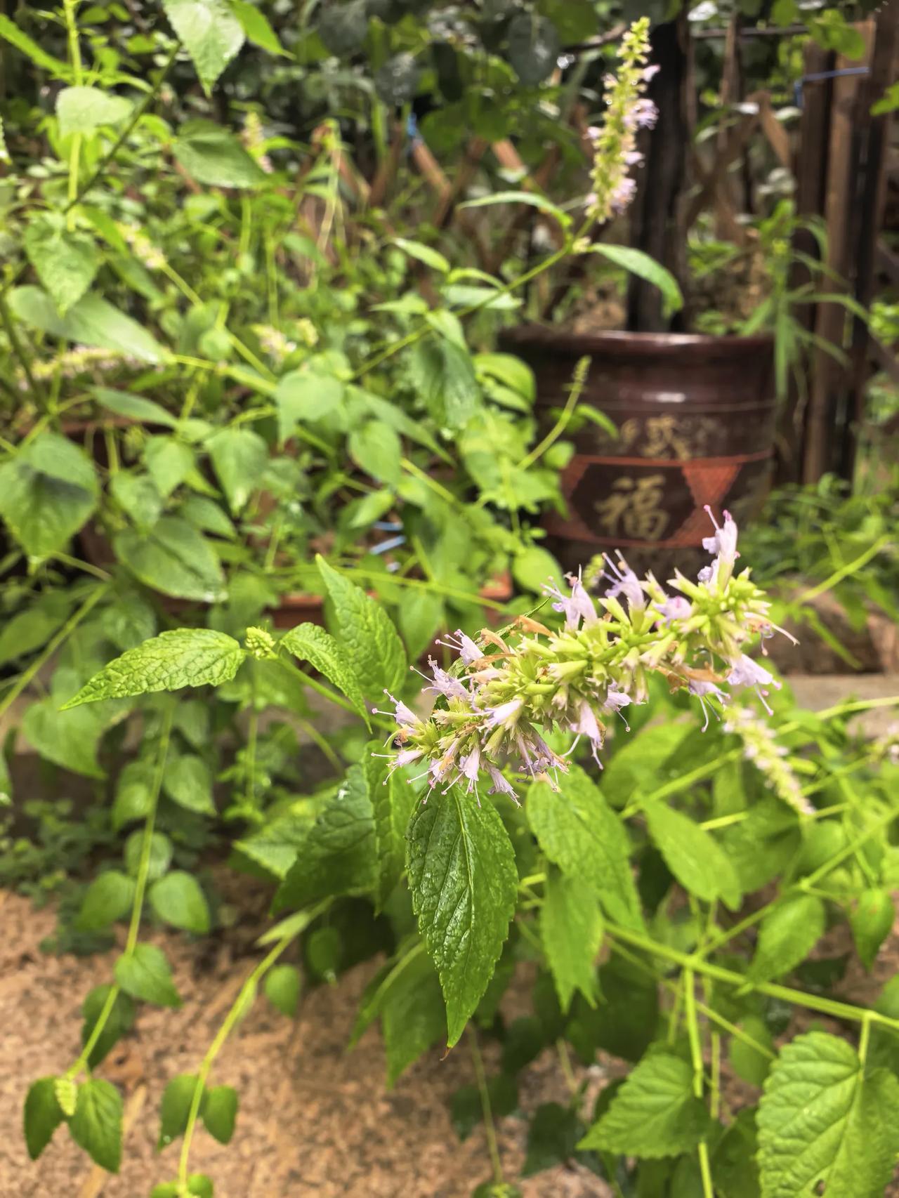 你见过五香菜和十香菜开花吗？五香菜学名藿香，每年夏季开花，今年插扦繁殖在花盆里种