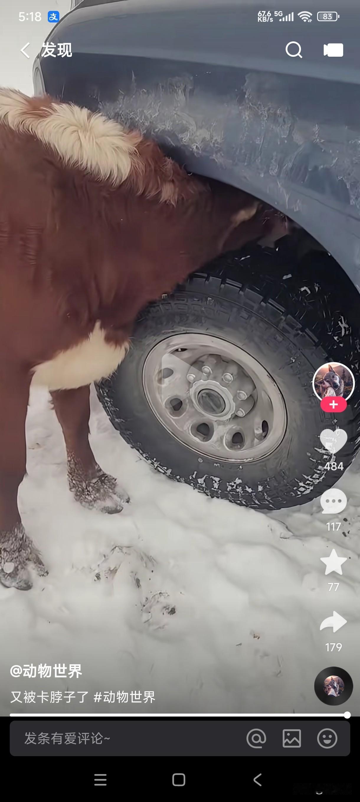 这种情况是杀牛呢还是拆轮胎呢？
四条腿的牛挑战四个轱辘的汽车，这不是以卵击石吗？
