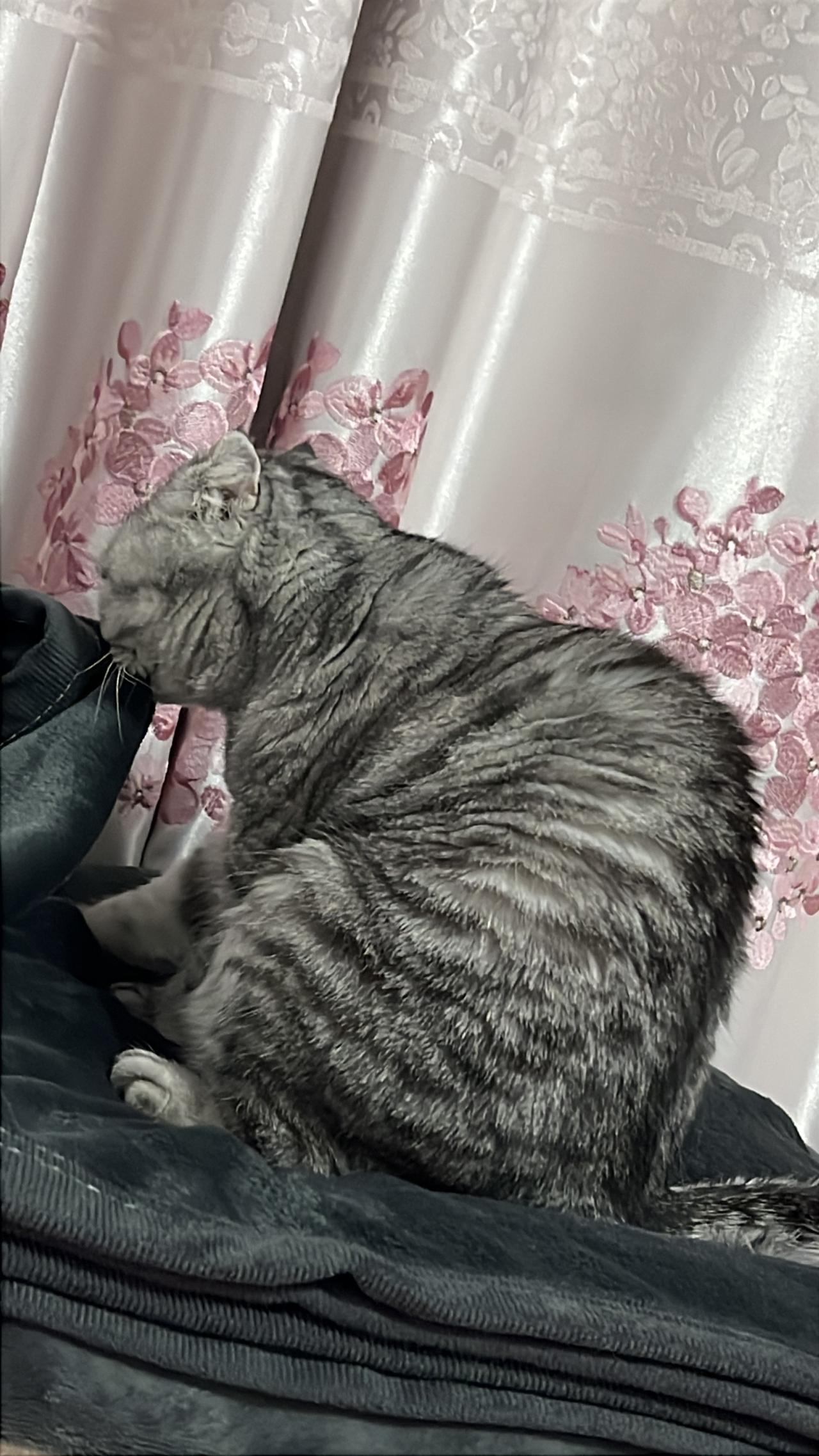 谁能把手里的猫咪照片发出来看一下