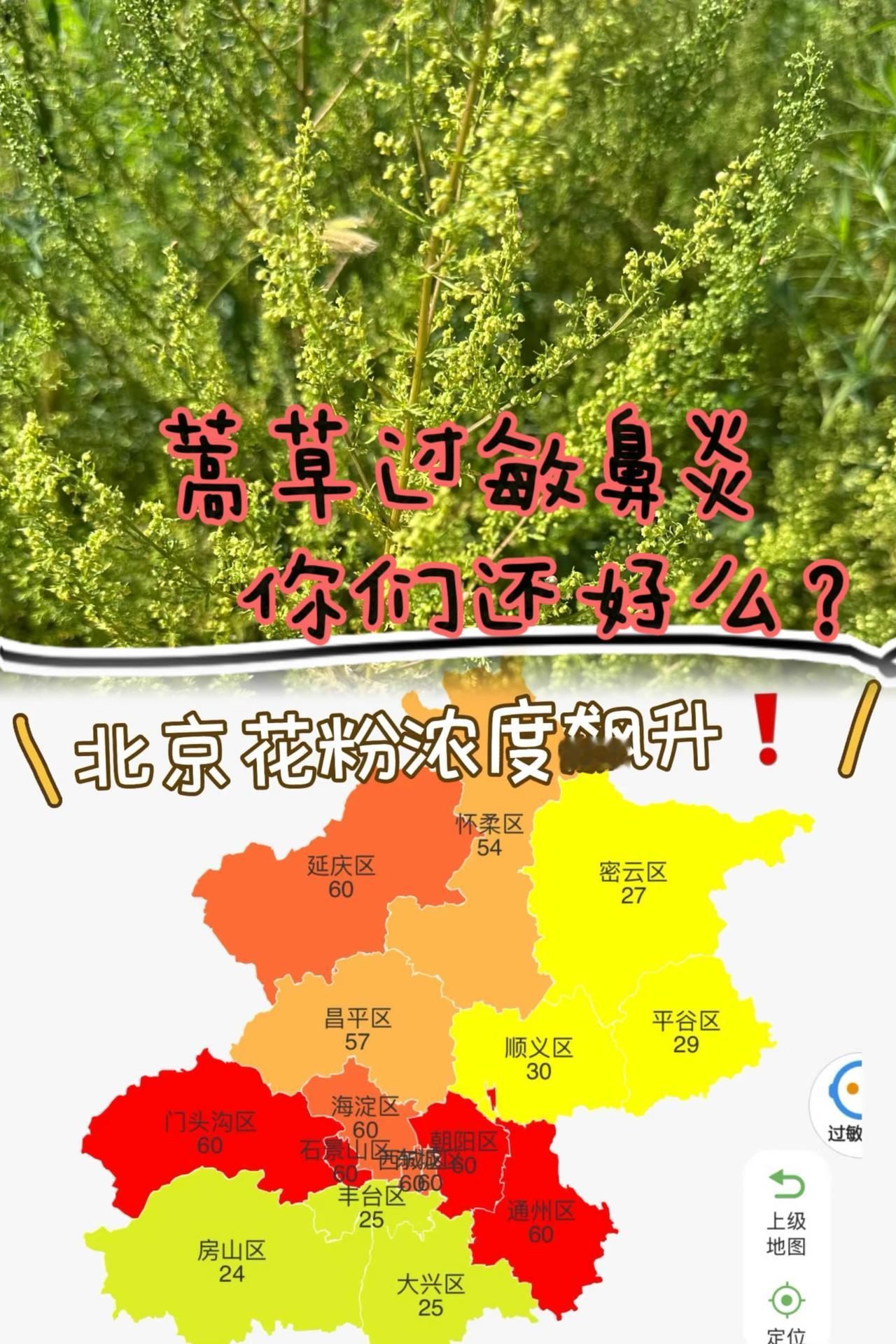 鼻炎的朋友们，你们最近还好么？
最折磨人的不是失眠，也不是感冒，而是～

蒿草过