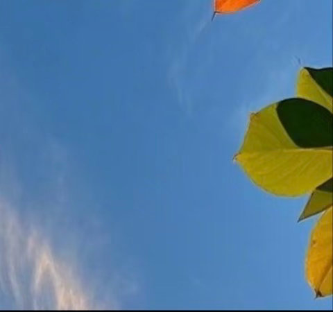 人生路上，要学会善待，善待他人，可以让人生走得更远；善待自己，可以让生命活得滋润