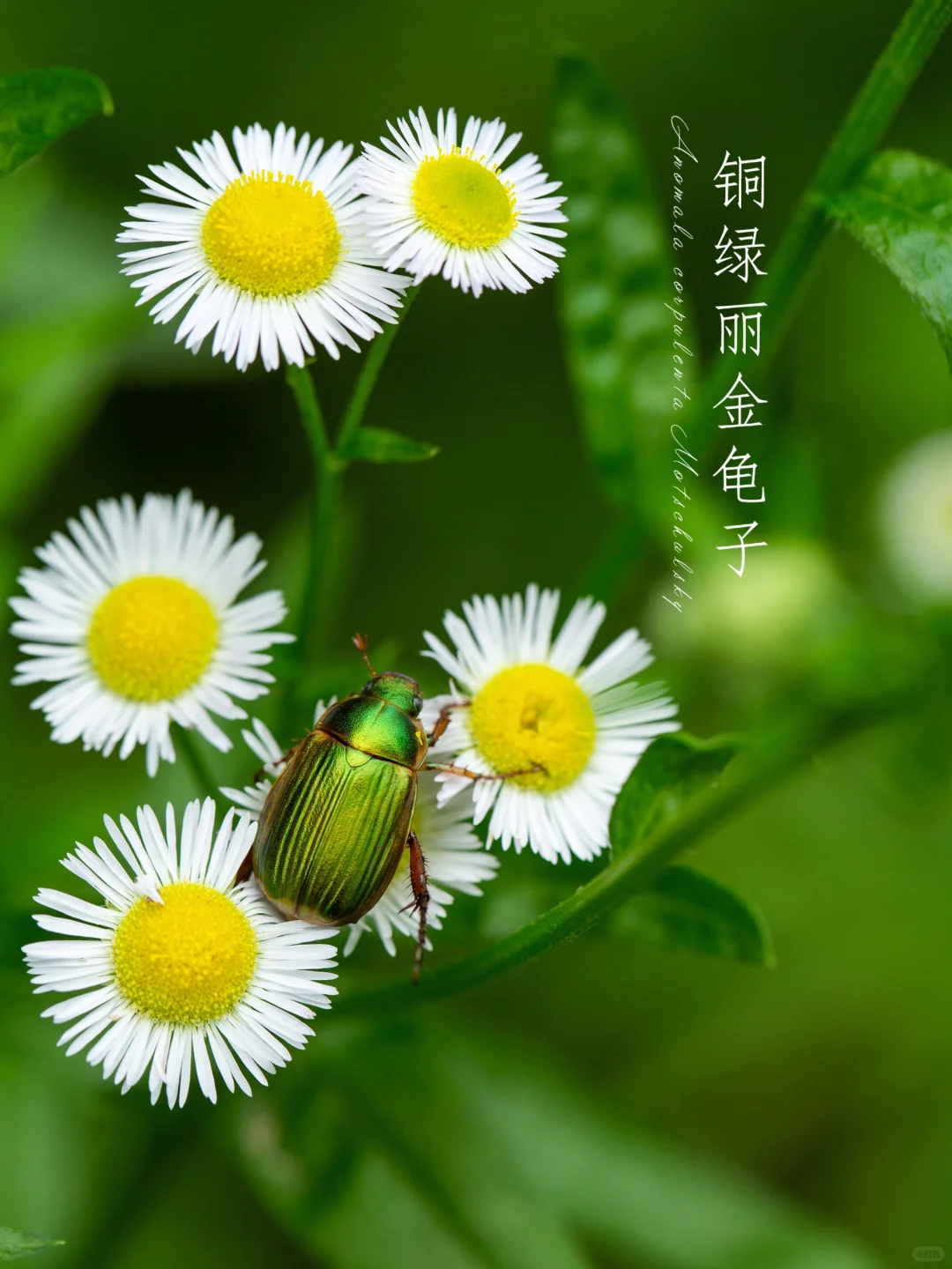绿铜丽金龟|金龟子