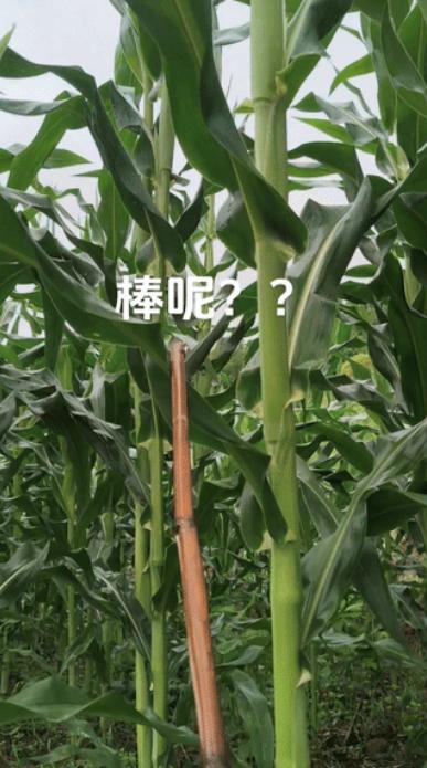“百思不得其解”湖南一女子在地里种了一些玉米，邻居家的玉米都快丰收了，可她家的连