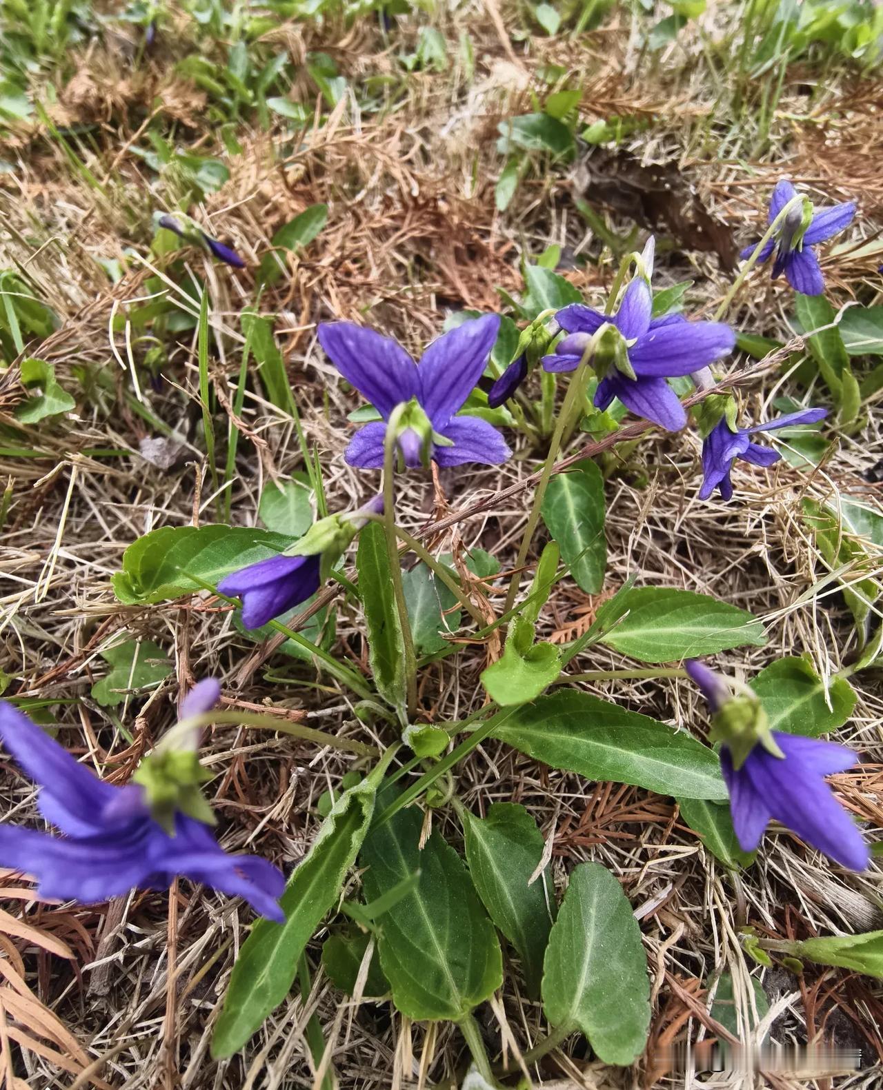 这种小花叫紫花地丁，因其在乍暖还寒的早春盛放，又因花朵为紫色，所以被誉为高贵神秘