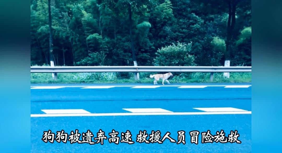 万般唏嘘！一只狗狗被主人捆绑遗弃在高速路旁，来往车流密集处境凶险，救援人员冒险赶