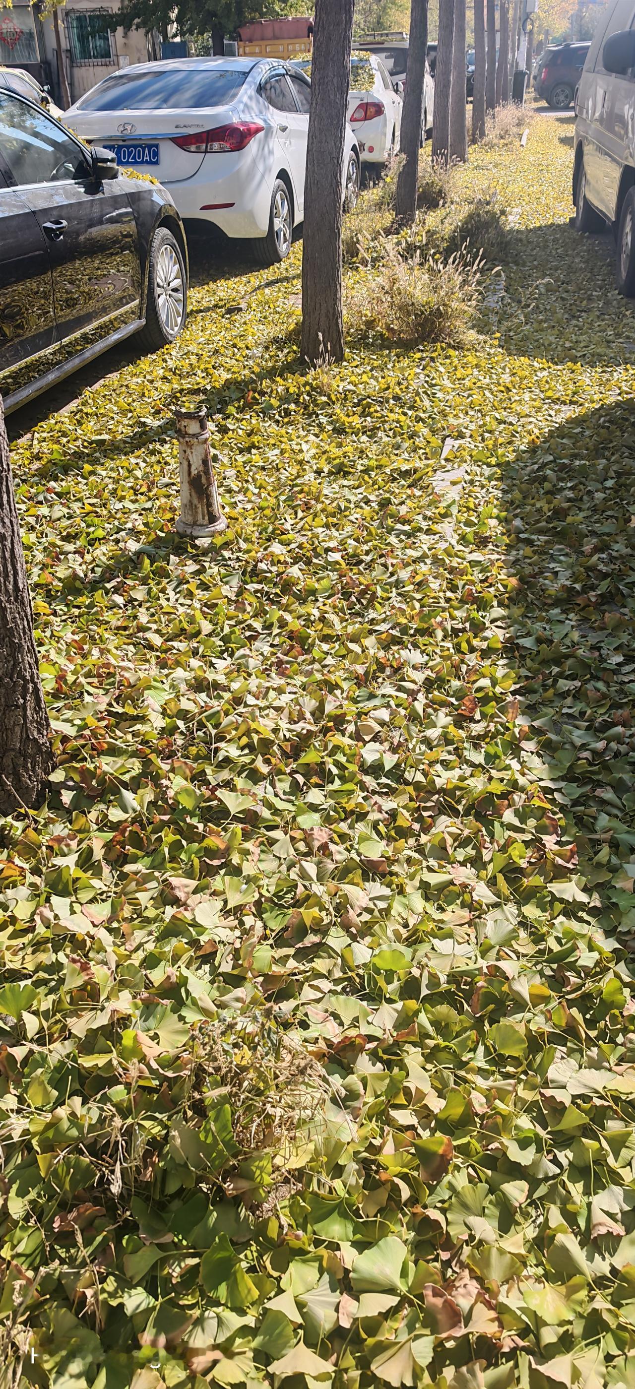 为啥今年的银杏叶没等黄呢就都掉了？早上还满树，中午落一地。